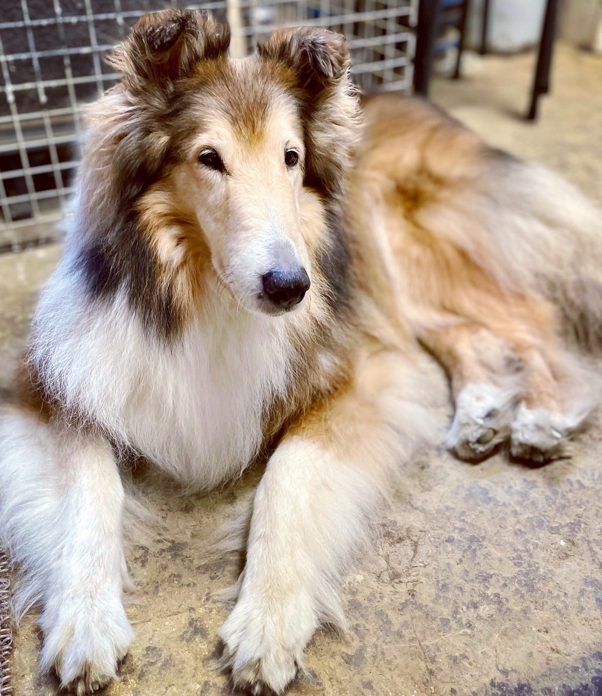 コリー犬 Twitter Search Twitter