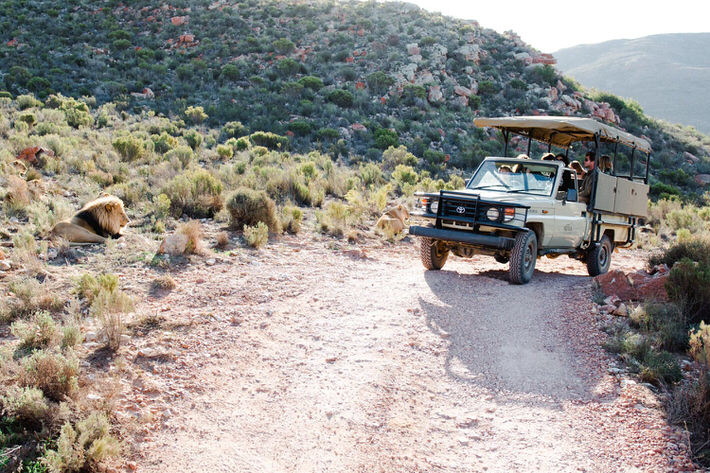 What Cape Town Safaris can you do on a budget? tinyurl.com/hea6x24z Here are the best Big 5 game reserves near Cape Town in South Africa.

#CapeTownSafari #CapeTown #Big5Safari #wildlifesafari #BudgetSafari #SouthAfricaSafari #budgettravel