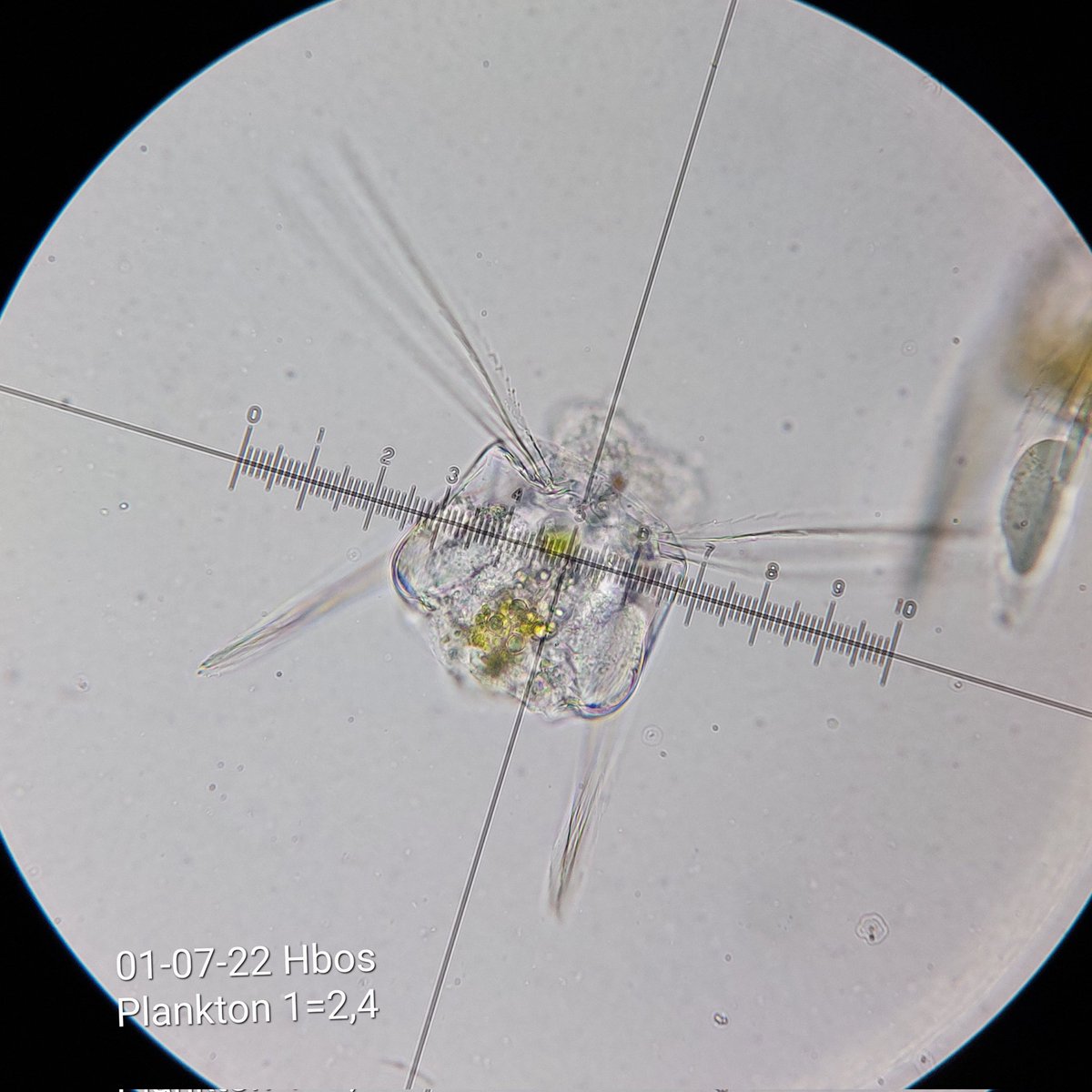 pbhbos's tweet photo. #polyarthra #Rotifers are fascinating!
#plankton #freshwater I just can't believe how delicate it's built. Sample date 01-07-2022 18:00 hrs CET.
#Microscopy https://t.co/IRQg8UZCnf
