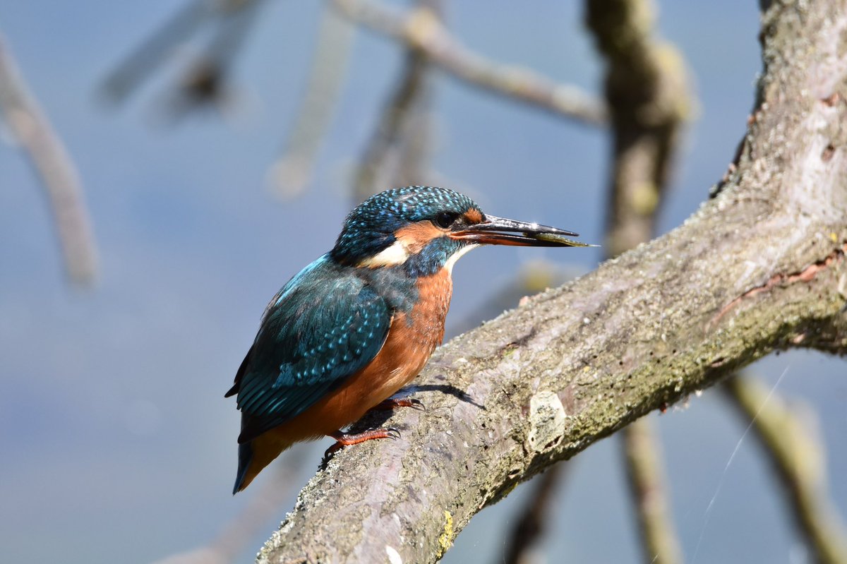 Kingfishers yesterday in Suffolk #Natures_Voice #birdphotography #birds #bird #Kingfisher #birdwatching