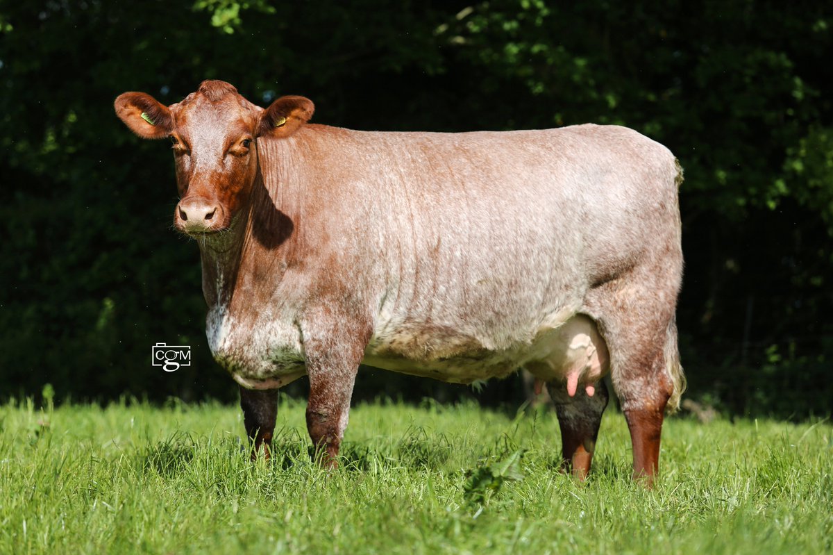 Beef_Shorthorn's tweet photo. 💥Sale day at Dinmore💥
The Dinmore dispersal sale is today from 11am, at Kipperknowle Farm, Dinmore Manor Estate, Dinmore, Hereford. Pre-registering is essential for online bidding please use the following
https://t.co/TsqKga8Wn6
#shorthorn #pedigreesale https://t.co/9aBf7c7lts
