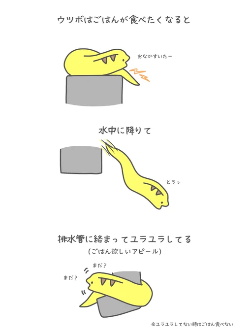 最近のウツボのごはんおねだり方法 