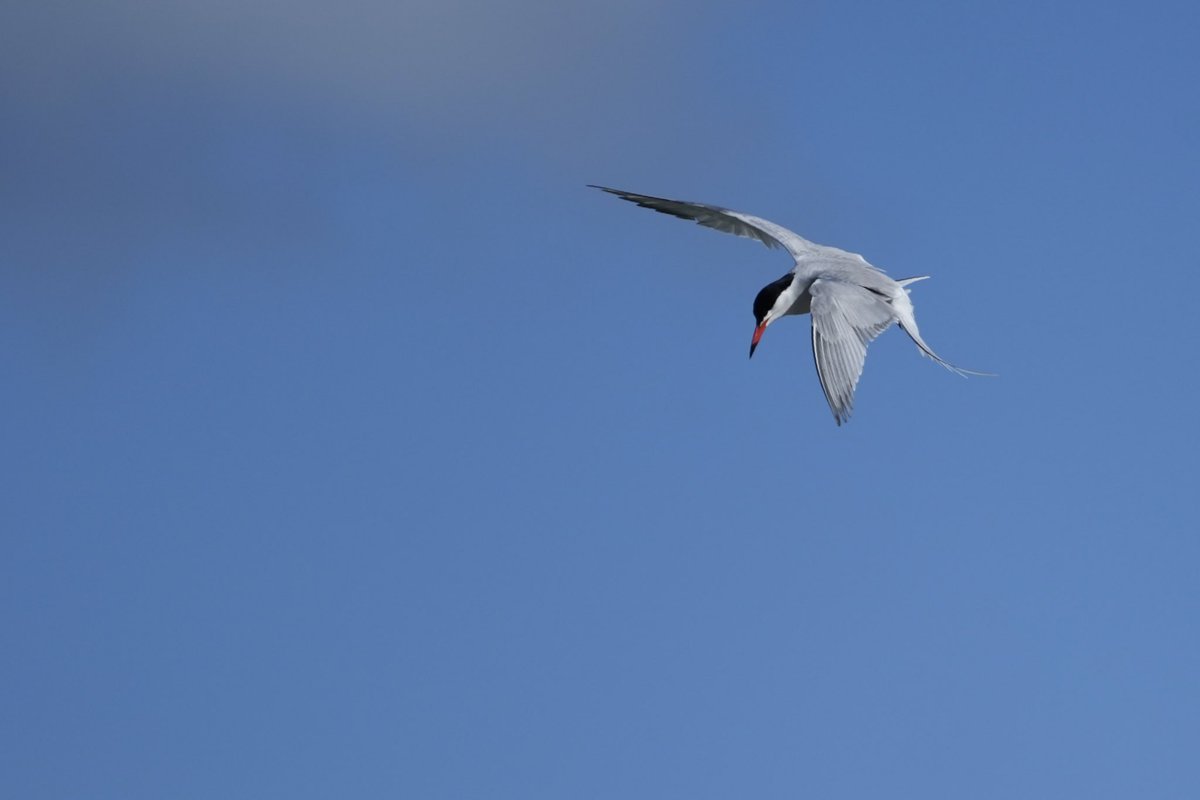 cirzh's tweet photo. #Terns #AmberConservationStatus #Skerries #Fingal #yourfingal #lovefingaldublin #Birds #birdwatching #nature #TwitterNatureCommunity #birdsseenin2022 https://t.co/AvriV8OpQY