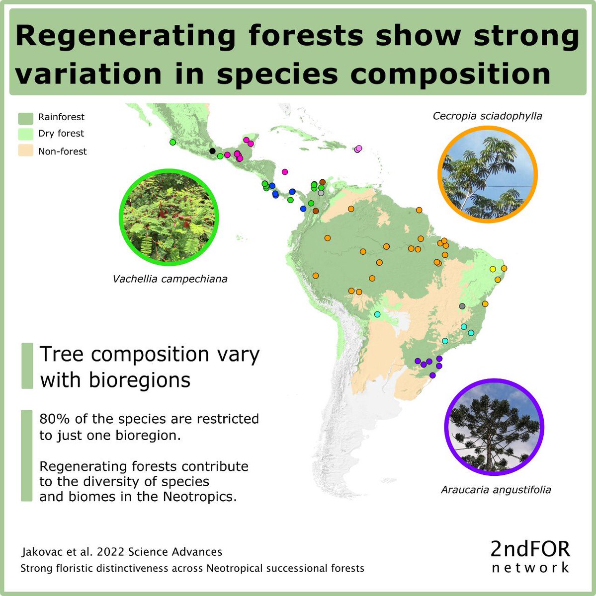 Young #secondary #forests show strong floristic variation across the #Neotropics, with 14 regions differing in #species composition. This is surprising, as it was thought they would be dominated by a few widespread pioneer species.Jakovac <a href="/2ndFOR1/">2ndFOR</a> in ScAdv tinyurl.com/ys9f98ah