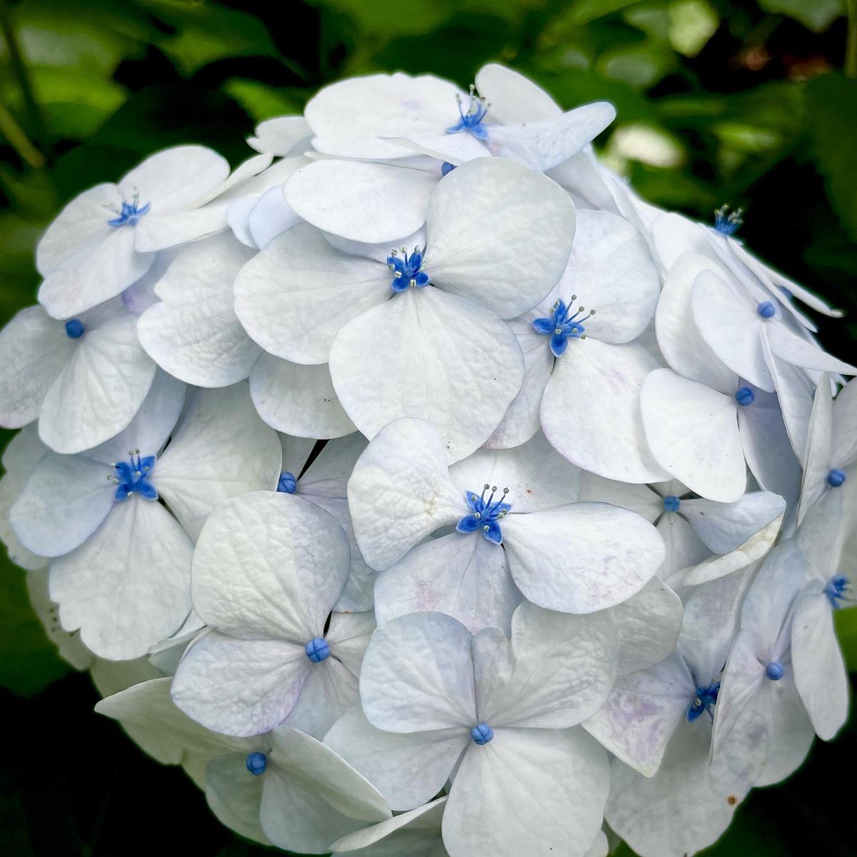 ayakurasakurako's tweet photo. 白紫陽花に青い蝶々
爽やかお届け~♡
猛暑で路地の紫陽花も辟易してる
人もお花も鳥さんも
ねここもわんこも皆んな頑張れ~‼︎
#Whitehydrangea #Bluebutterfly
#kinggnu #millenniumparade #オールドルーキー #雨燦々 #花のある暮らし
#白紫陽花 #青い蝶々 https://t.co/0PIHDdlkY2