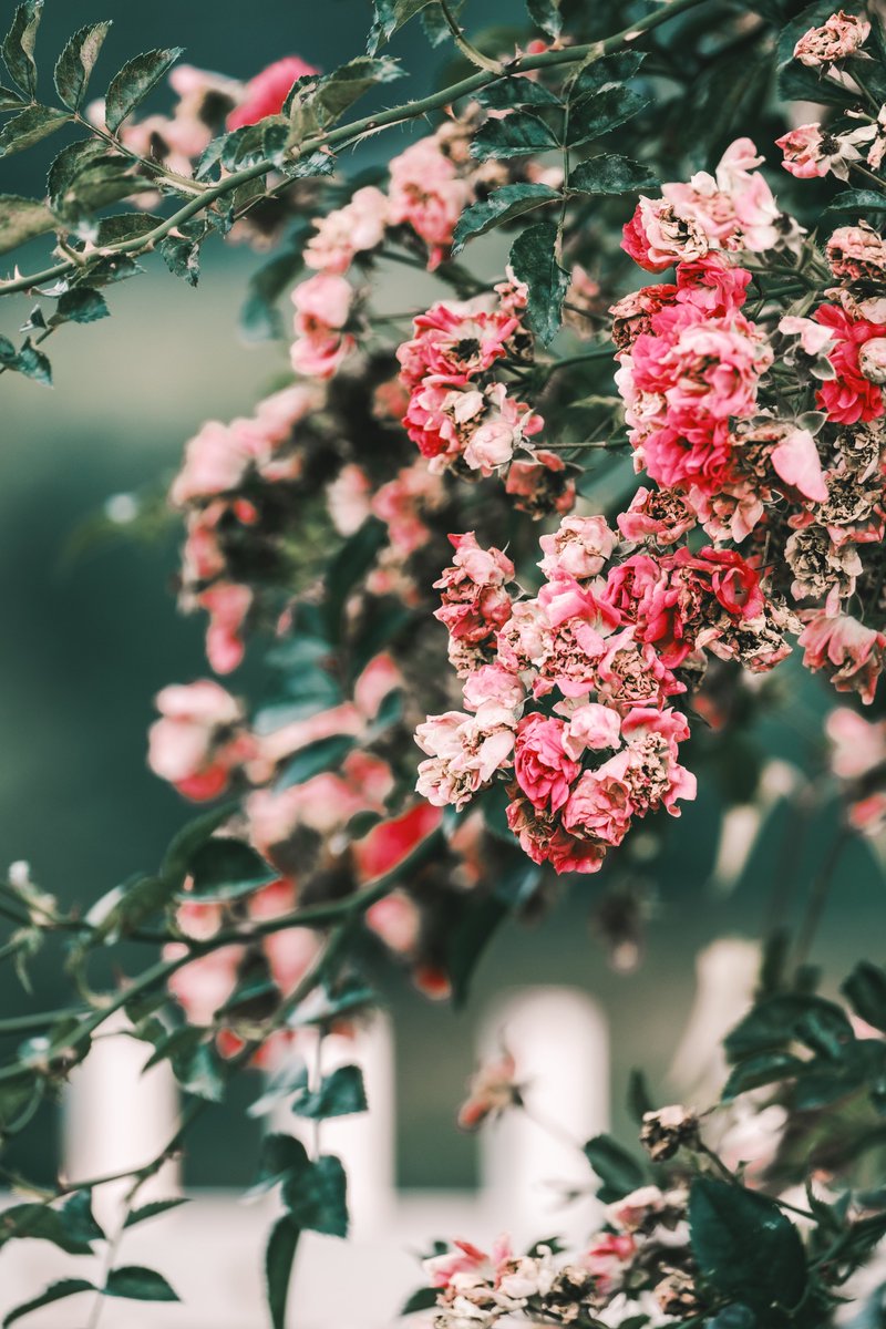 Stop and smell the roses.