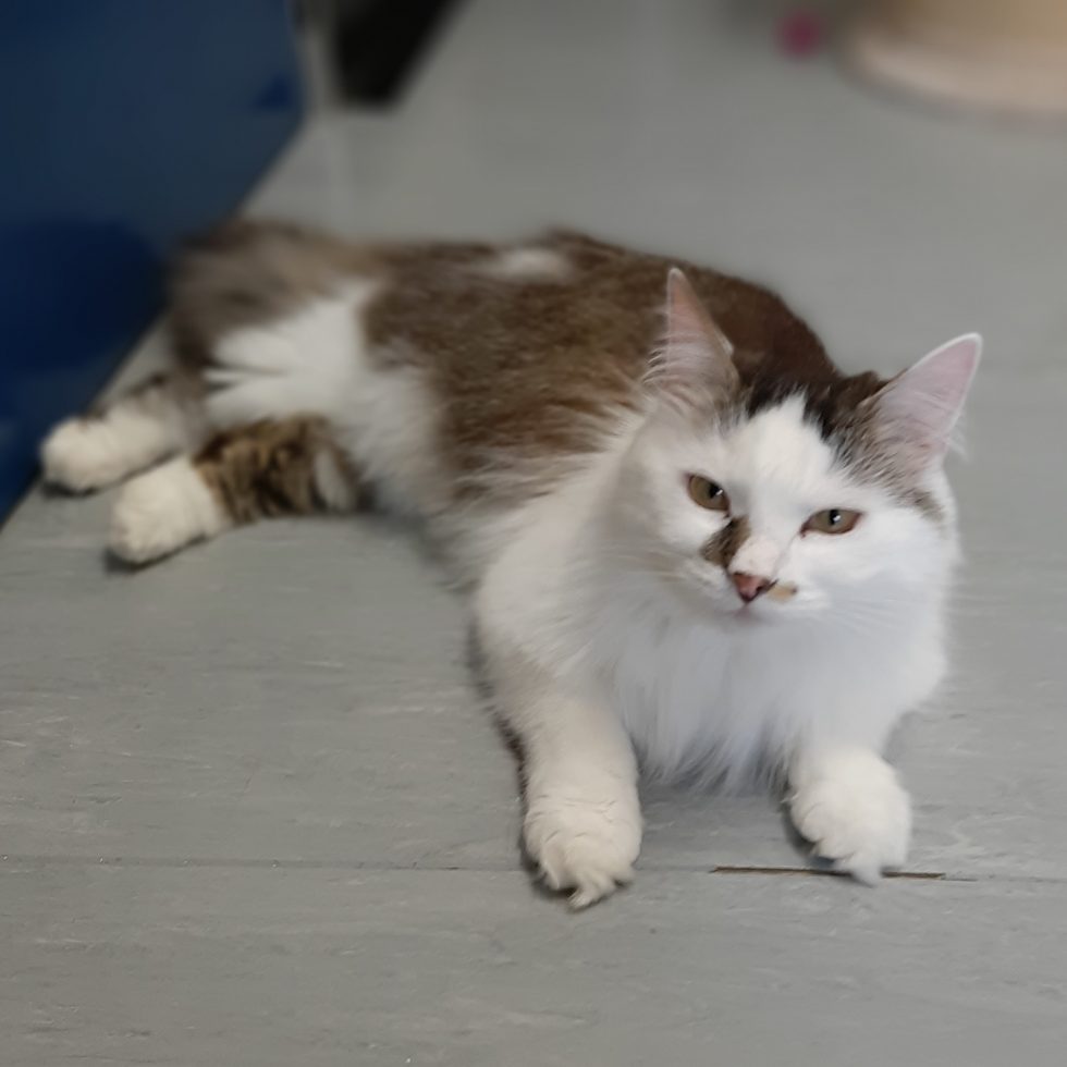 CatsShelter's tweet photo. A #Caturday treat for you courtesy of our super floofy Viola! Viola is looking for a forever home - could it be with you? If so, fill in an adoption application form here: https://t.co/P9EkQh9X1x
#CatsOfTwitter #cat #AdoptDontShop #SheffiedIsSuper https://t.co/QFJp8zfIDG