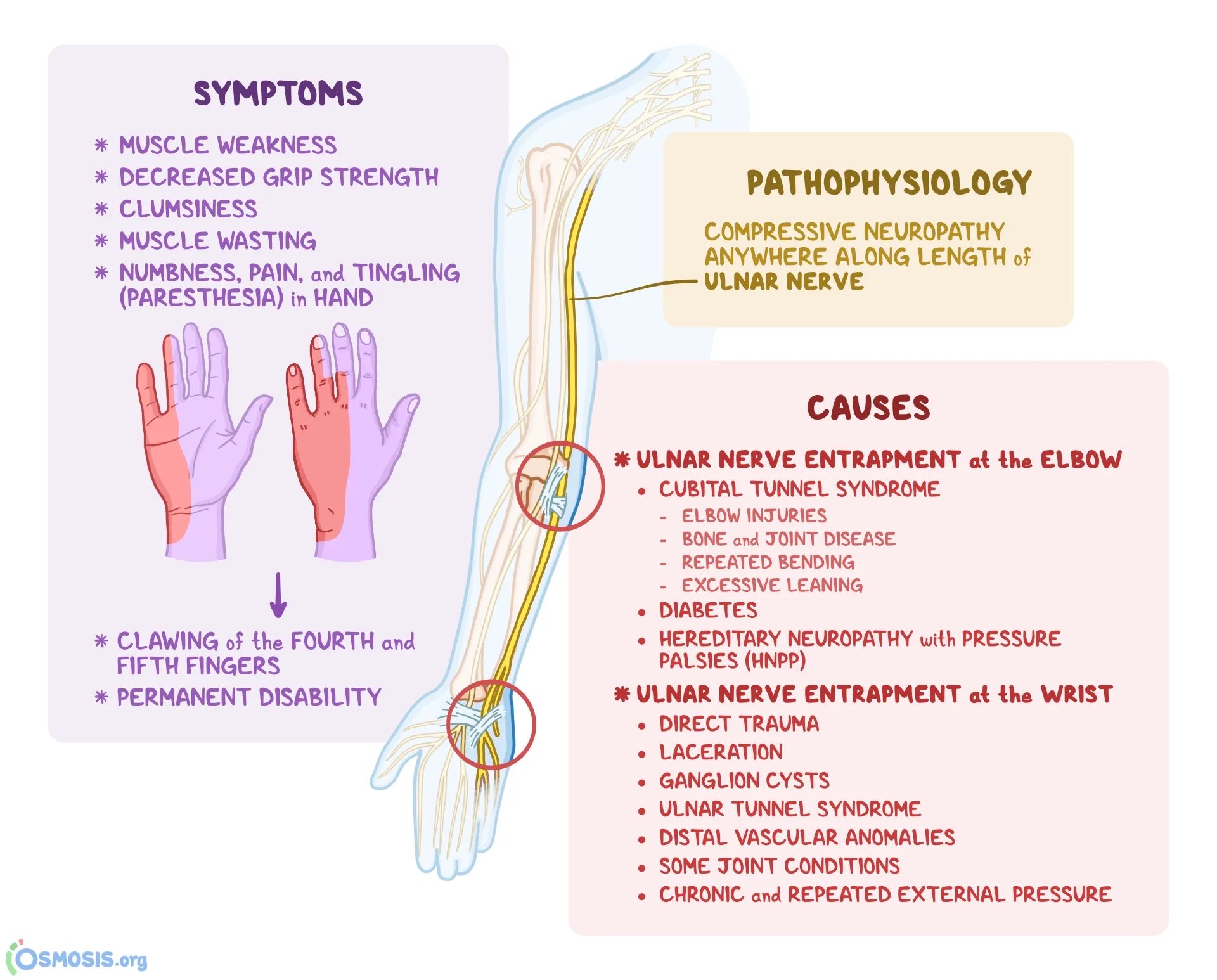 Oren Gottfried, MD on Twitter: "Ulnar nerve basics for you. https://t ...