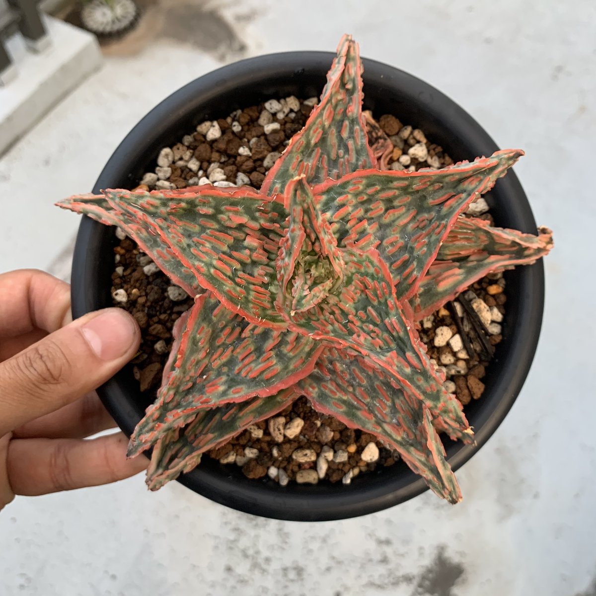 Plants by THE CORE on X:
