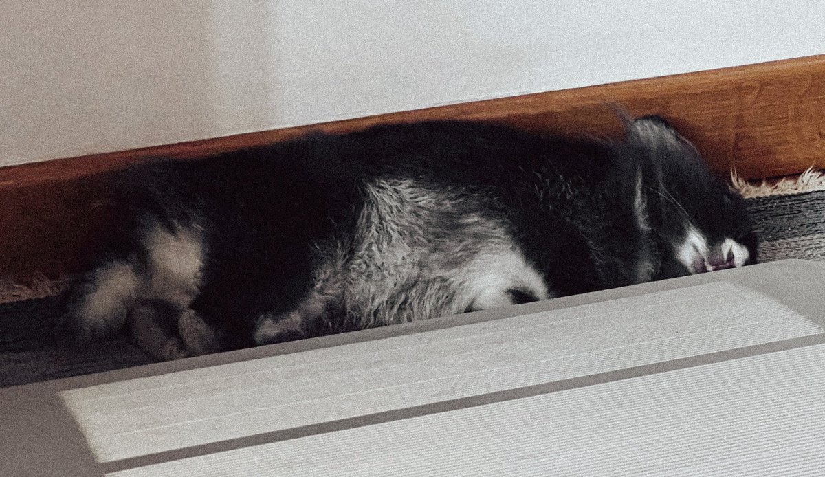 ItsCarolCK's tweet photo. Che caldo. 🔥 😴 🐰 https://t.co/Z1zal5sovV