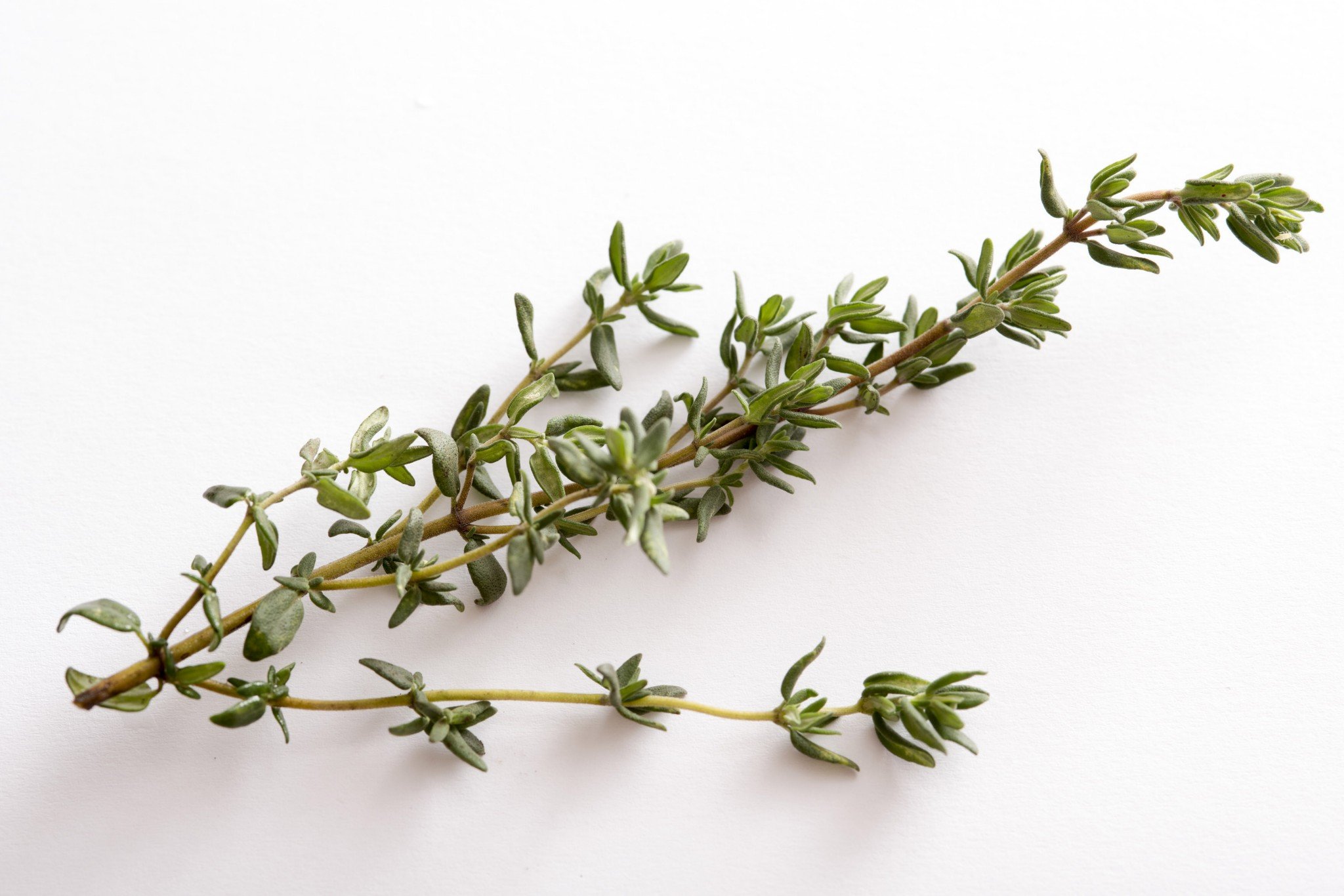 Thyme leaves руки