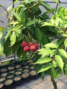 The future of fruits backyard farms.