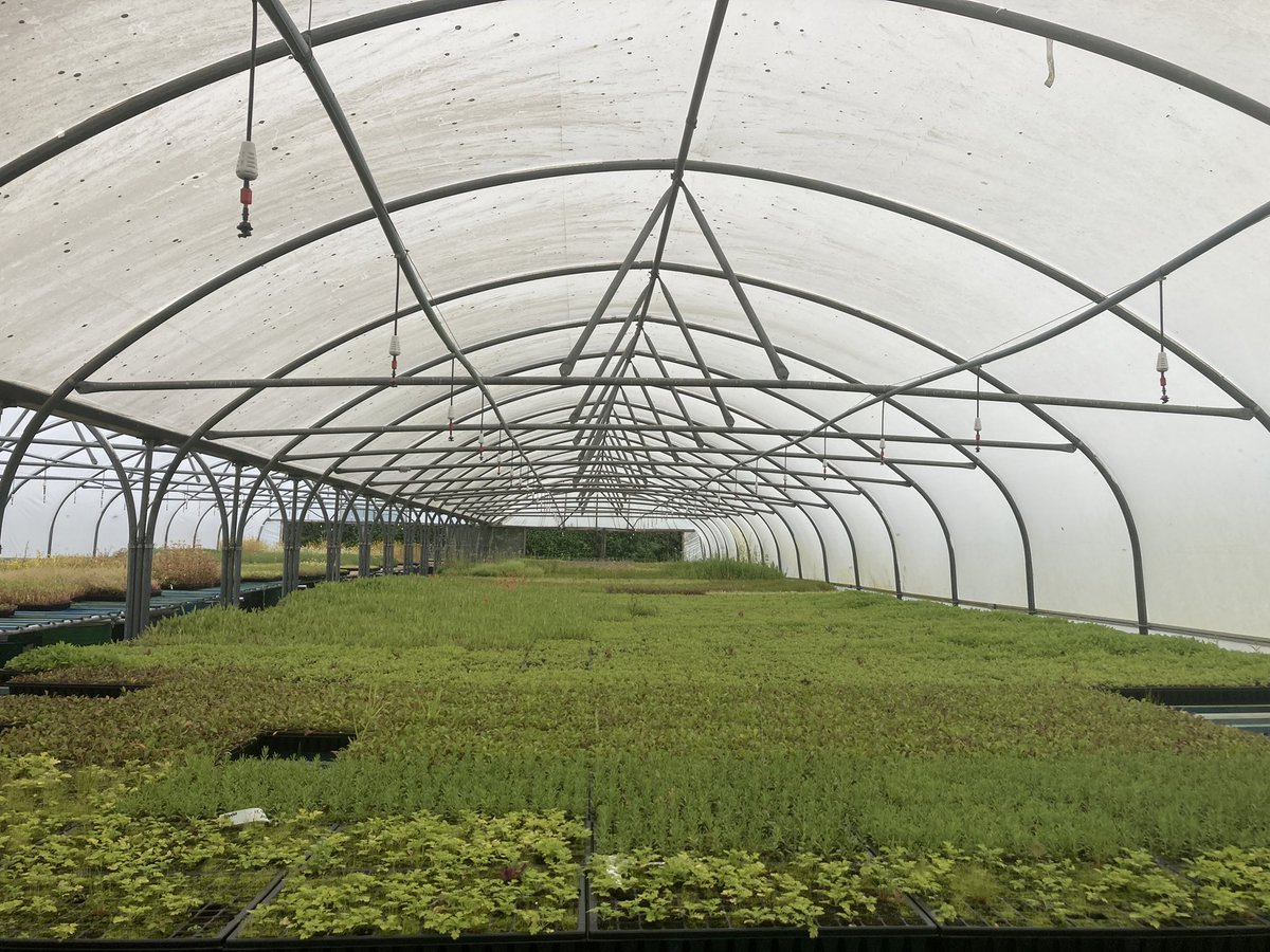 weareinstar's tweet photo. An inspiring trip to @NaturescapeUK to order 140 thrift + 140 wild thyme plugs ready for planting scheme as part of #coccolith our public artwork for @SurreyHillsAONB - great advice given and we can’t wait to watch our artwork grow 🌱 #publicart #inspiringviews https://t.co/HQDTnW2VhP