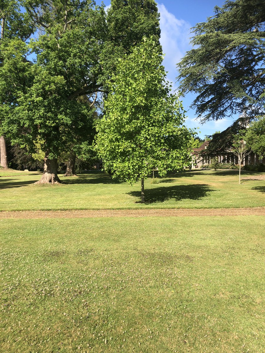 Our #GenQ cohort 1 tree is still growing and flourishing <a href="/Jodavis76/">Jo Davis</a> <a href="/joyfurnival/">Dr Joy Furnival CEng MIET 🐝</a> <a href="/BridgetDiabetes/">Bridget Turner</a> <a href="/hattyhunter451/">harriet hunter</a> <a href="/Tomsmerdon/">Tom Smerdon</a> @mbrassin76 @timlyttle <a href="/MicMac650/">Mark MacGregor</a> <a href="/fleuratflower/">fleur taylor</a> 😊😊😊