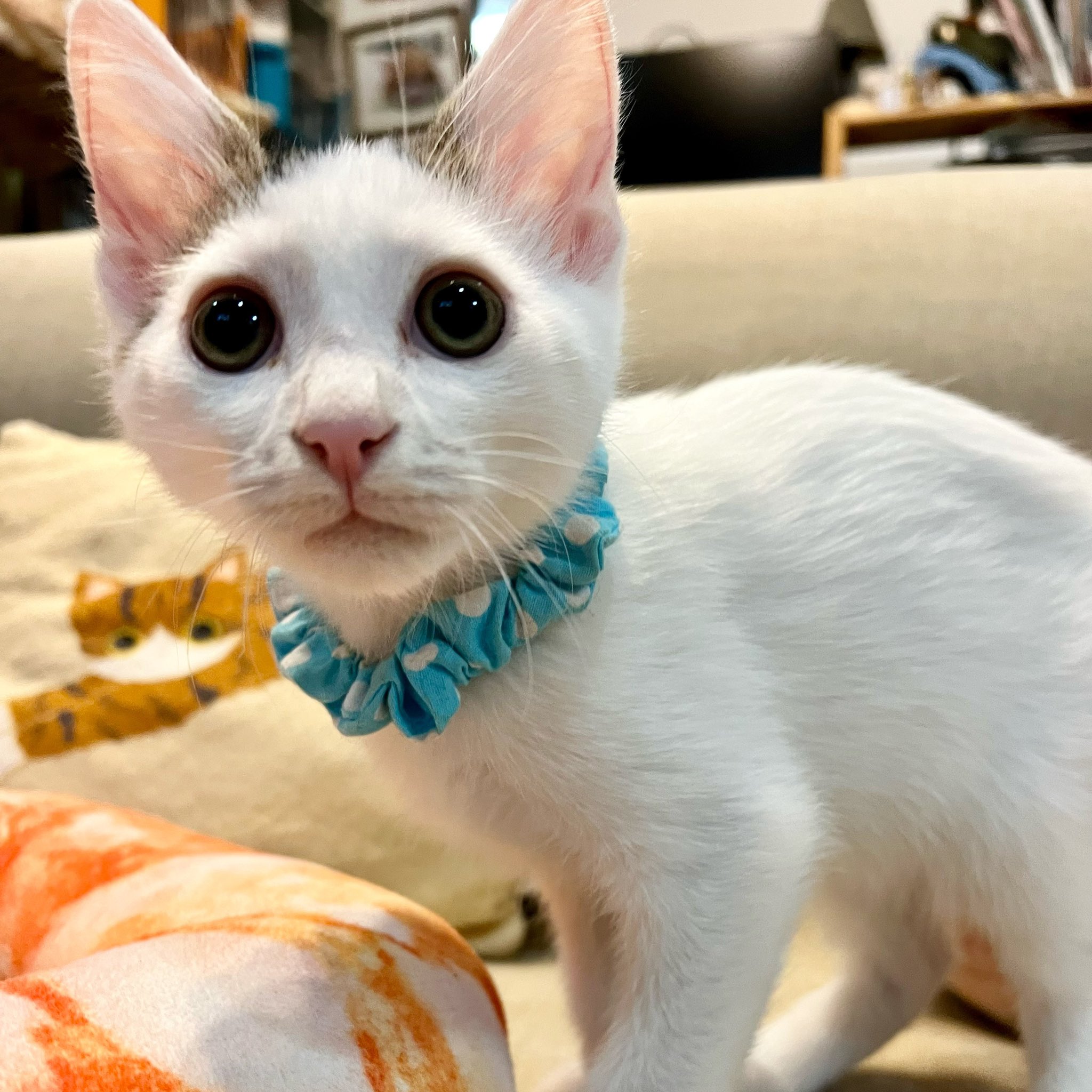 ぶち猫 Twitter Search Twitter