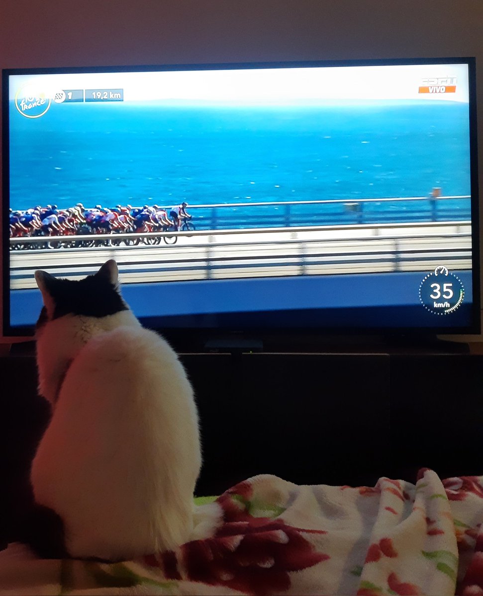 MagentAmethane's tweet photo. @ESPNCiclismo 
#TDFxESPN#ESPNCiclismo
#TDFxESPN
Viendo la carrera  #gatos https://t.co/WMye0WmU0i