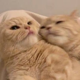 ً (@taebincats) on Twitter photo 