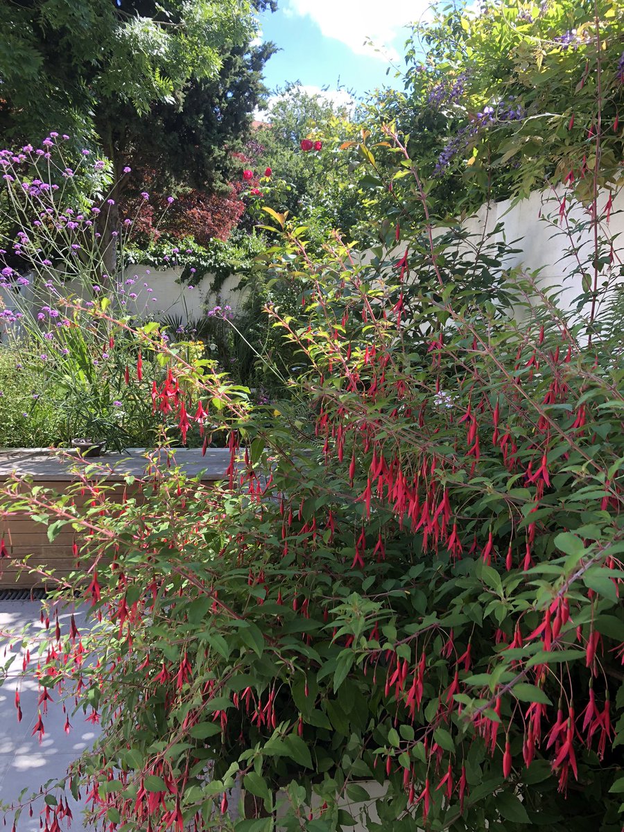 Good to be back home in sunny Brussels, after a rather hectic June. Enjoying feeling ‘grounded’ in our Koekelberg #urbangarden with the flowers, birds, bees & butterflies. Looking forward to checking up on my #urbanvegetablegarden #natureinthecity #mentalwellbeing