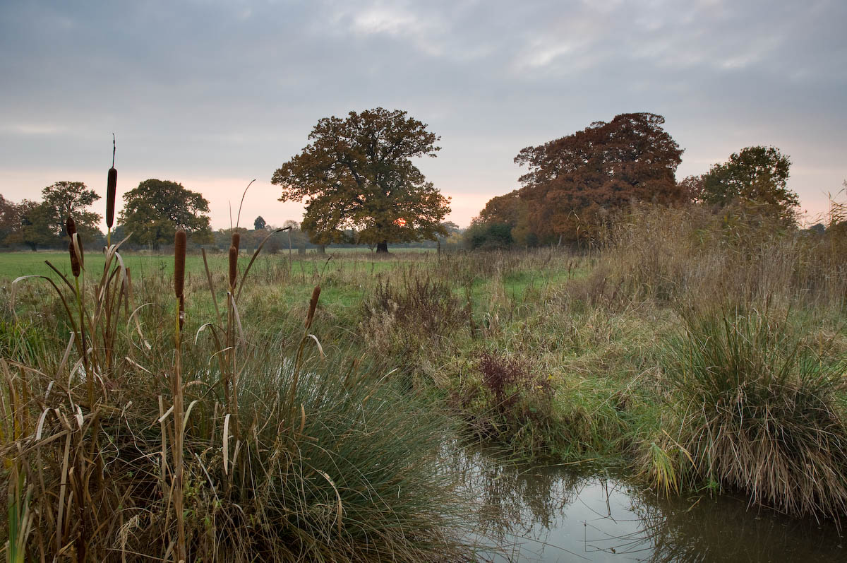 .@theroyalparks wildflower meadows are a key grassland habitat, providing nectar and pollen for a huge range of insects. We have been creating new wildflower meadows across the Royal Parks. On #NationalMeadowsDay learn how these will #HelpNatureThrive ▶️ bit.ly/3nOoL3L.