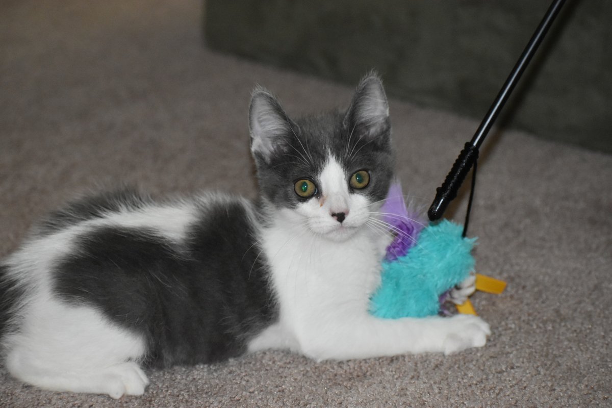 CharleytheCat tweet media