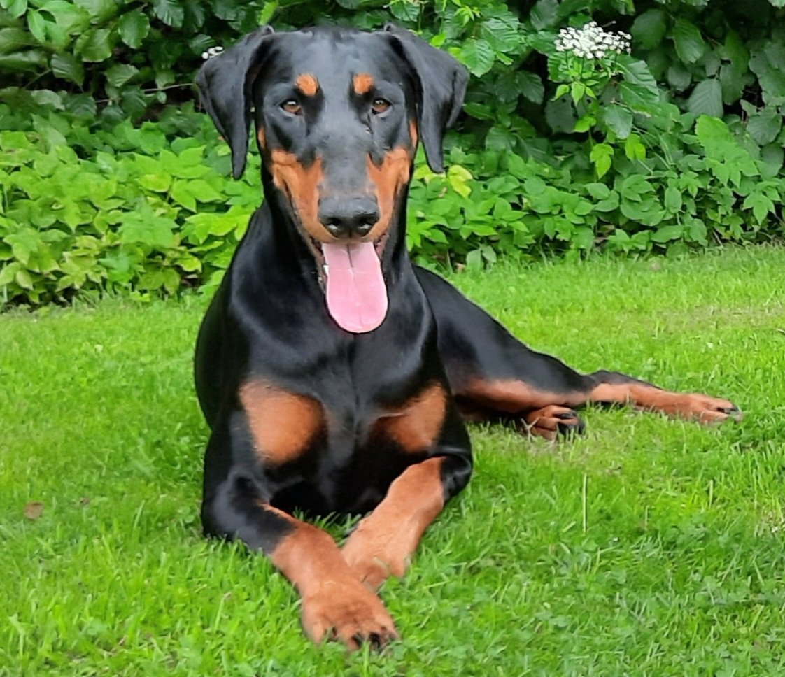 NotBadForHerAge's tweet image. My mischievous, cute, daft-as-brush, cuddle-loving, beautiful girl. #Dobermann #Damson #posingforthecamera 😍🥰🐕