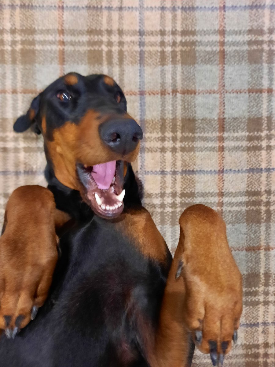 NotBadForHerAge's tweet image. My mischievous, cute, daft-as-brush, cuddle-loving, beautiful girl. #Dobermann #Damson #posingforthecamera 😍🥰🐕