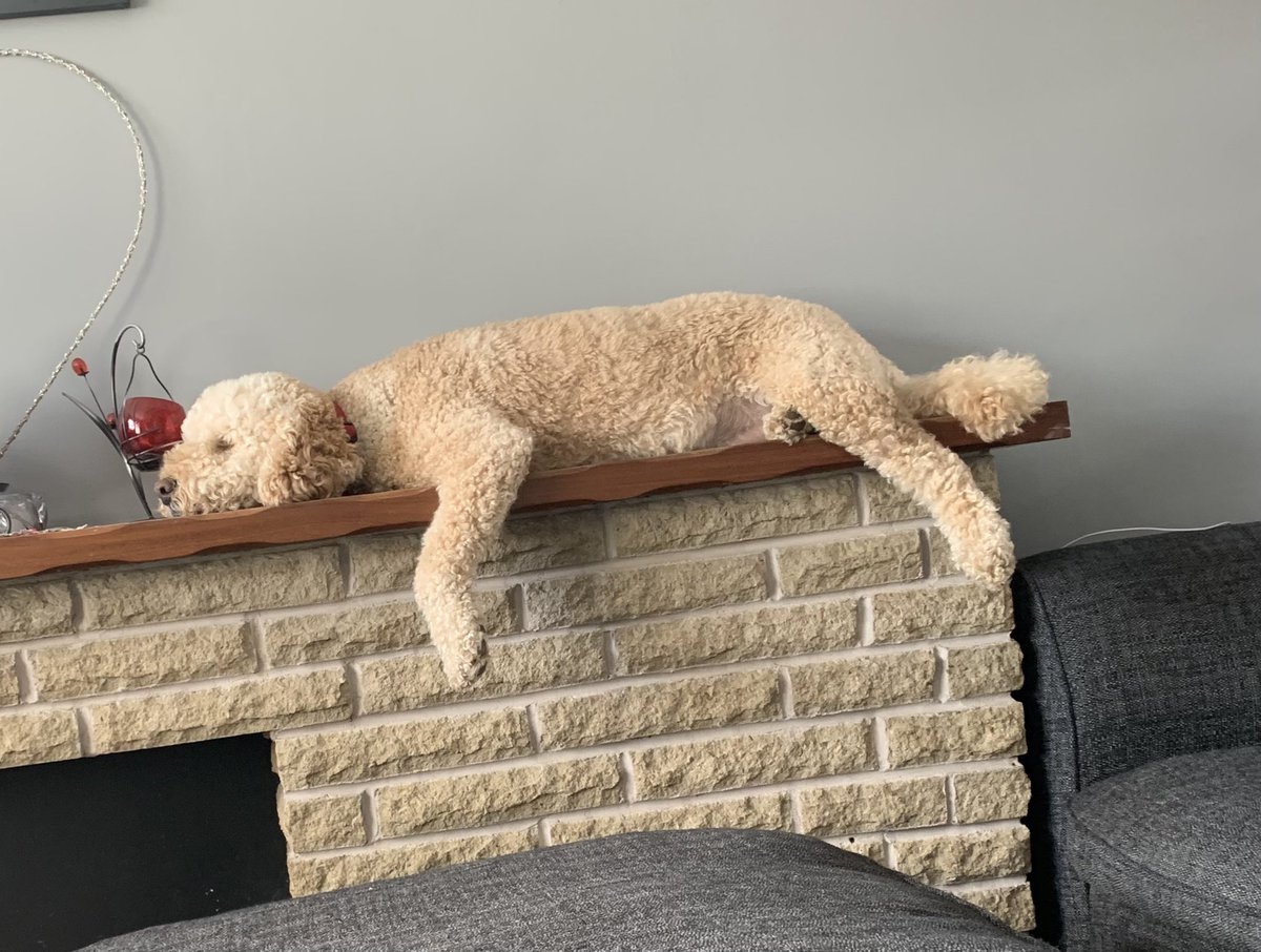 How can this be comfortable?? Alfie in his favourite place 🐾🐾