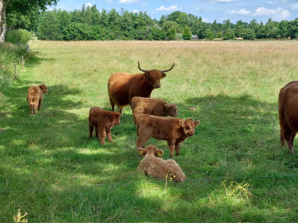Het kan toch niet zo zijn dat dit straks moet verdwijnen...😢#noordenveld #drenthe