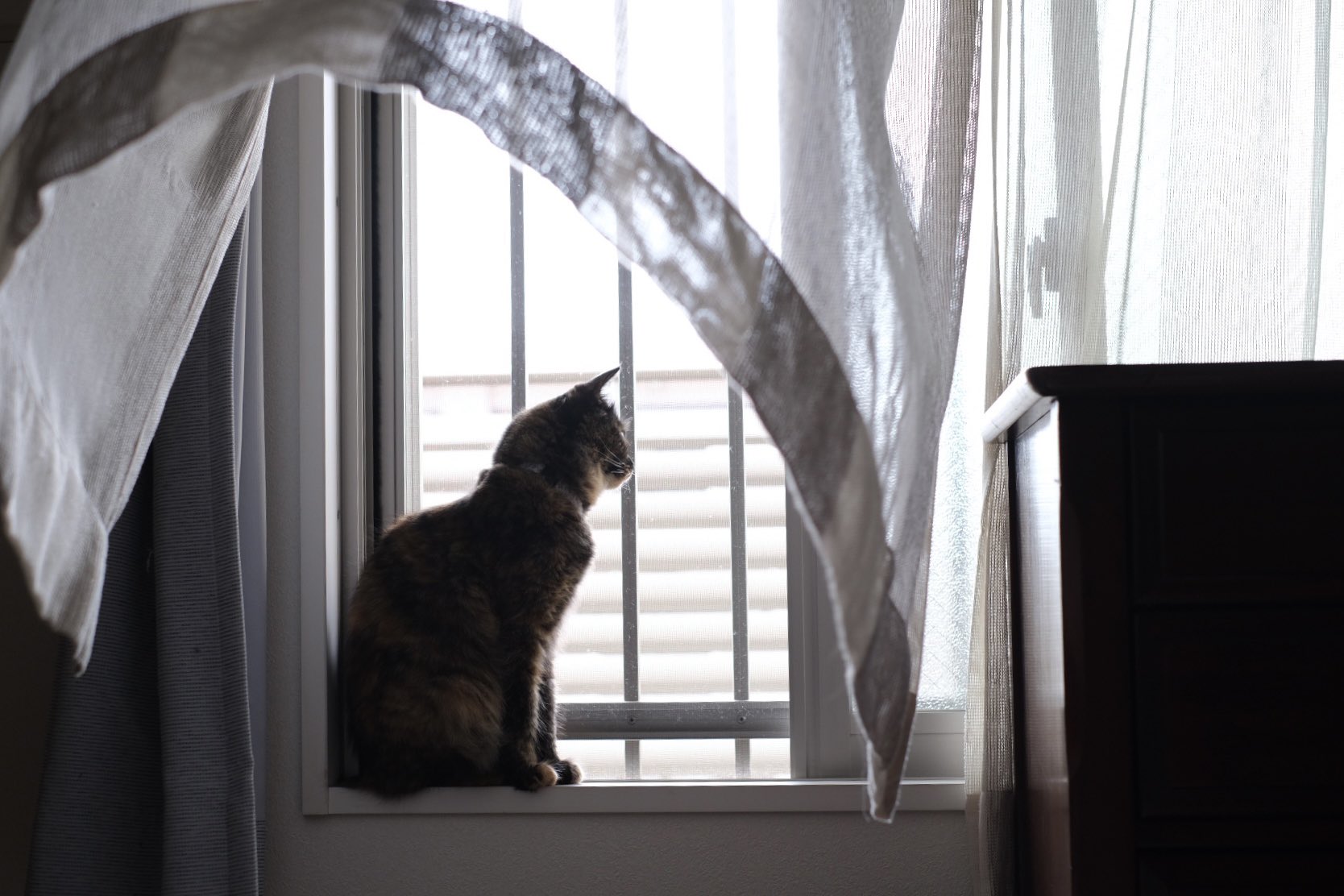 ろす 風に揺れるカーテンと猫 T Co Sfivd9dtvt Twitter ろす 風に揺れるカーテンと猫 T Co Sfivd9dtvt Twitter