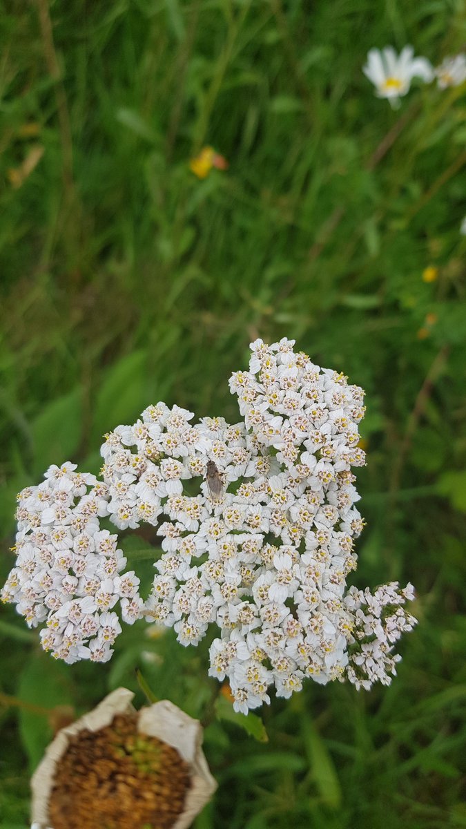 CPartridge74's tweet photo. #Yarrow and #MuskMallow now in flower in my neighbour and my #wildflower meadow between our drives. Both great for bees & lovely for us. #lovepollinators #NoMowSummer @LGSpace https://t.co/2i0V7oDHh2