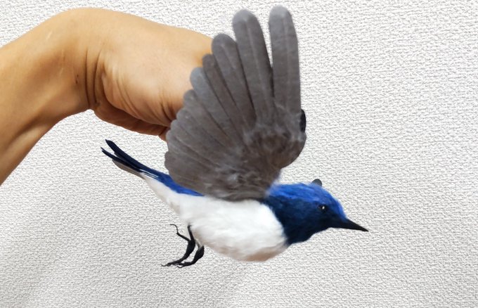 青い鳥 のモデル作品 58 件 Twoucan