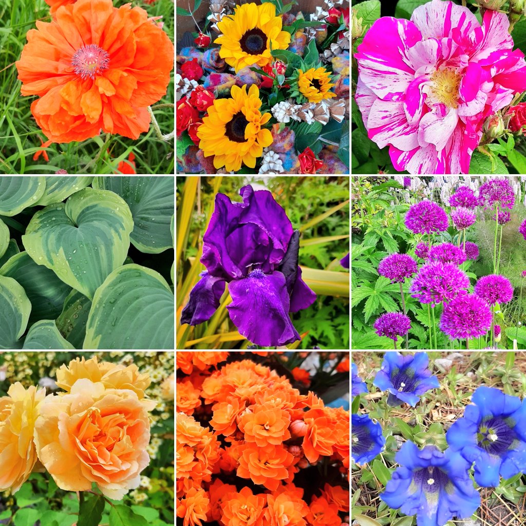 jpmoseley's tweet photo. A floral rainbow 🌈 for 50 years of Pride!
#pride #pridemonth #50years #gaypride #flowers #flowertalk #JonathanMoseley https://t.co/G0XX7rxWL6
