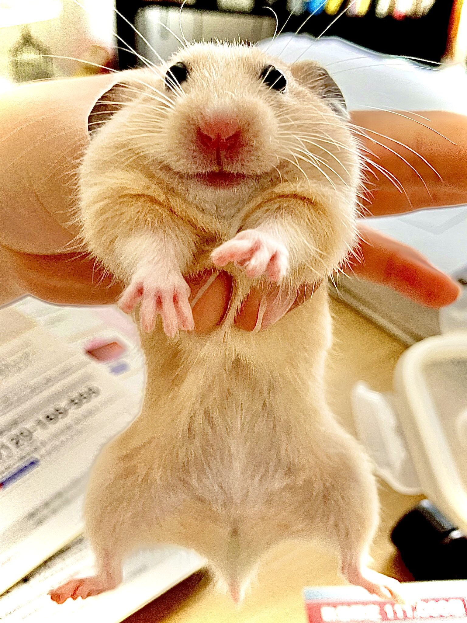 シングルわかめ だっちゅーのじゃないけど この顔は笑える ハムスター キンクマハムスター T Co Gsk0prrekv Twitter