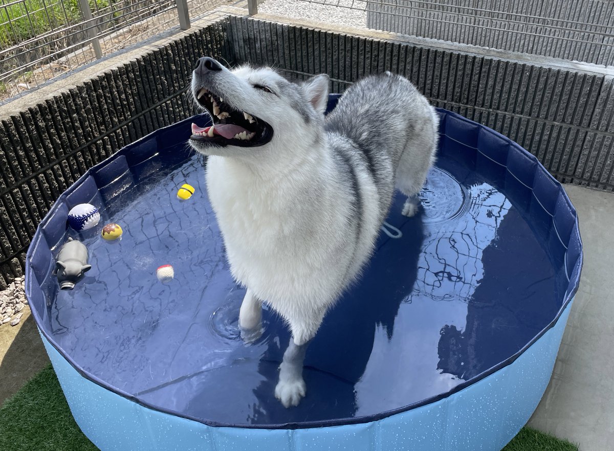 husky_jonsnow's tweet photo. シベリアンハスキーの笑顔が観測されました https://t.co/s8Bf1YMsY9