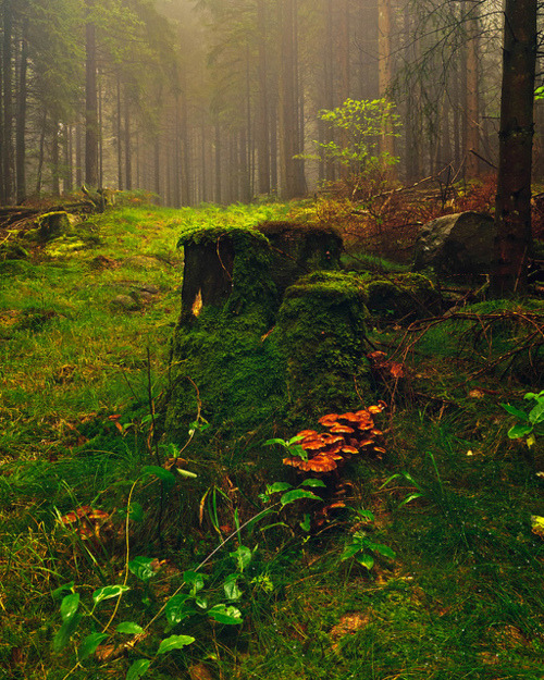 Mushroom Forest, Norway #MushroomForest #Norway haleywoods.com
