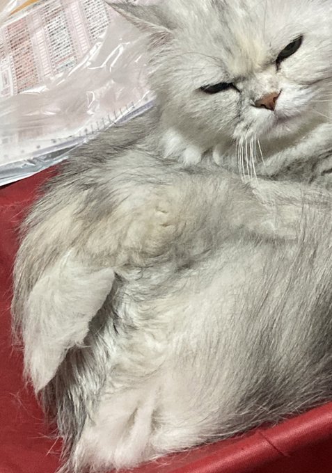 猫毛玉のtwitterイラスト検索結果 猫毛玉のtwitterイラスト検索結果