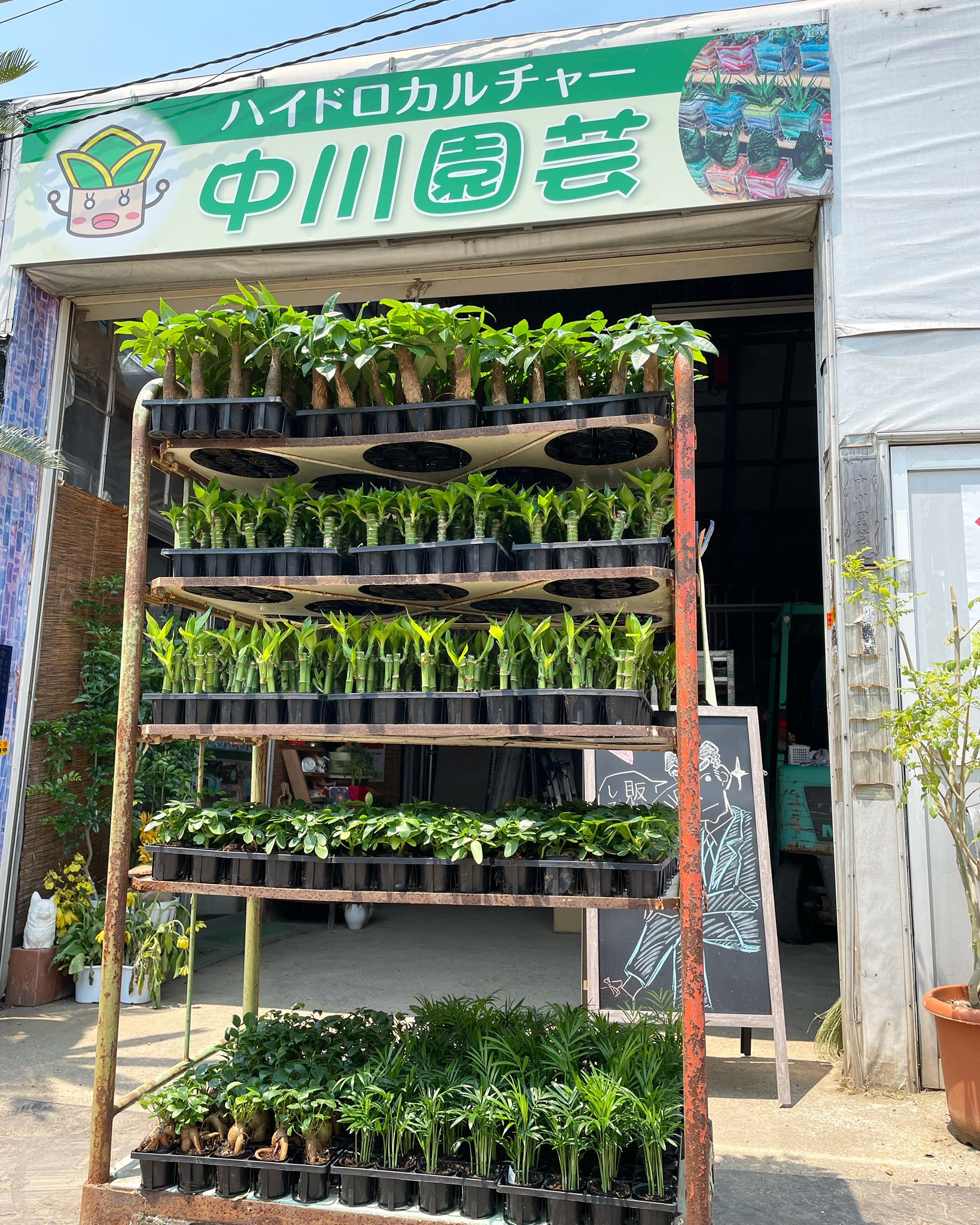 中川園芸 観葉植物480本入荷しました ง W ว ง W ว ง W ว 上から パキラ キングバンブー ミリオンバンブー カポック テーブルヤシ ガジュマル の6種を入荷しました 皆様ぜひ見に来て下さい 観葉植物 入荷 入荷しました 新 中川園芸 観葉植物480本入荷しました ง W ว ง W ว ง W ว 上から パキラ キングバンブー ミリオンバンブー カポック テーブルヤシ ガジュマル の6種を入荷しました 皆様ぜひ見に来て下さい 観葉植物 入荷 入荷しました 新