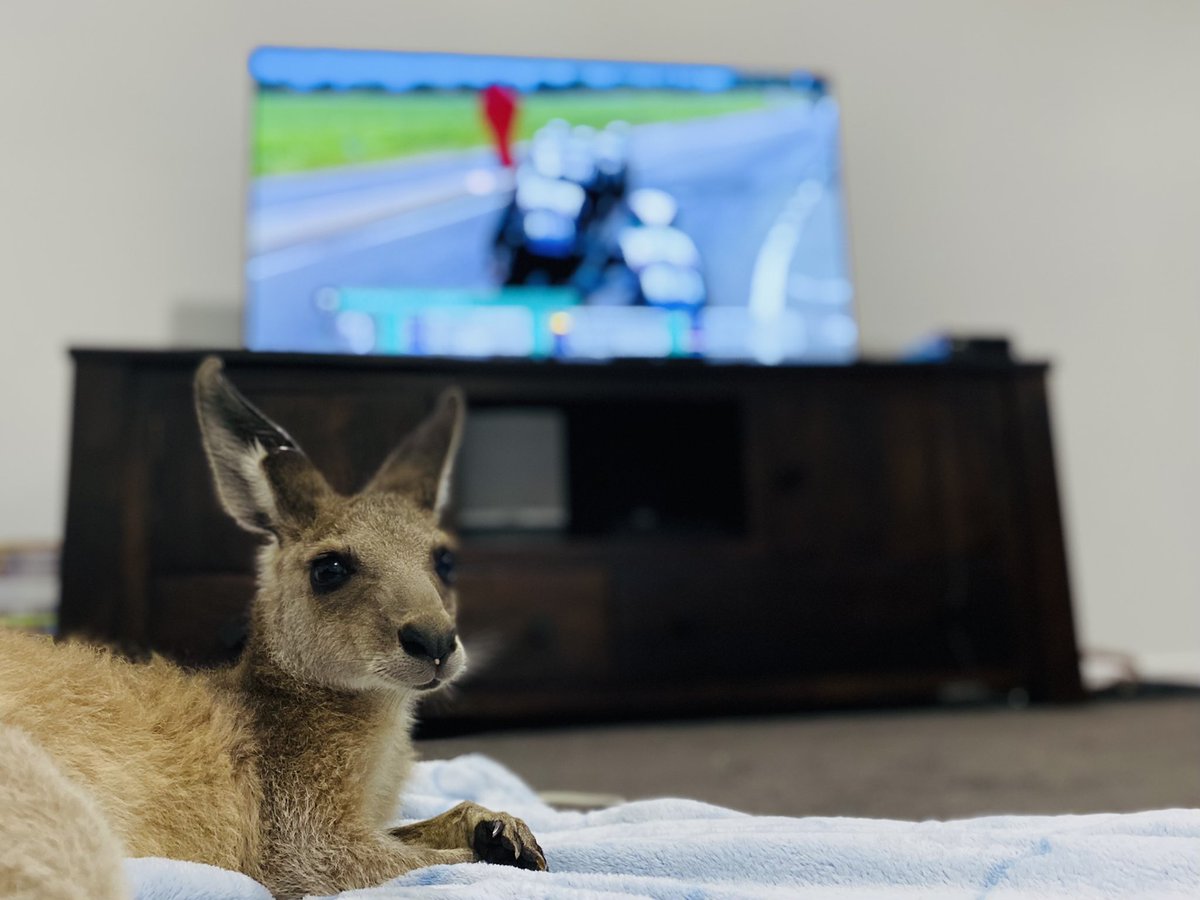 damienlynes's tweet photo. @Bridie_OD  great back pack 🦘🦘As the #tourroo prepares for this years #tdf #couchpeloton #tdf22 https://t.co/b7AyyT5X11
