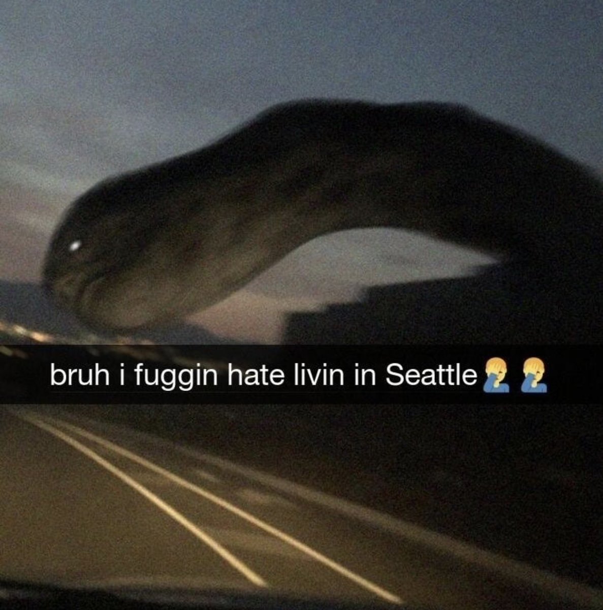 mischiefanimals's tweet image. 