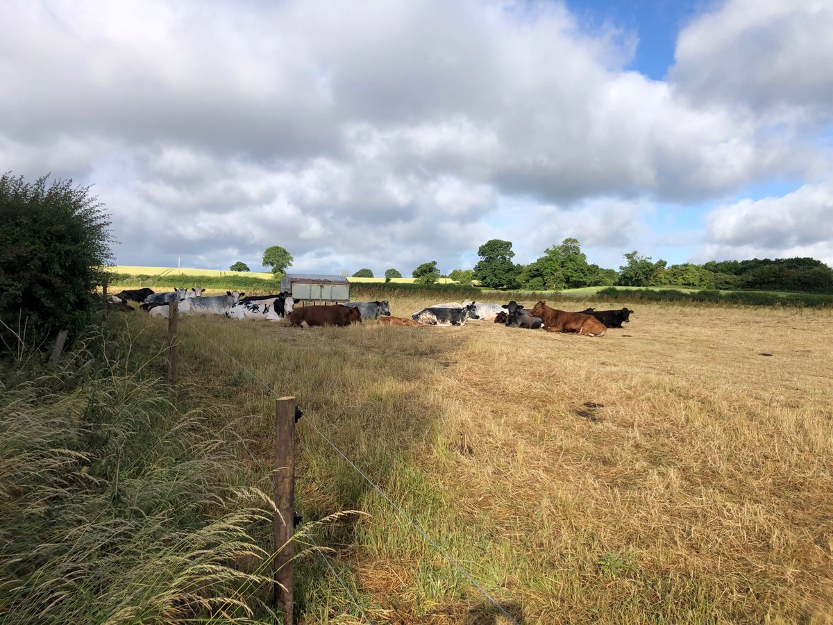 vet_vickyhudson's tweet photo. 2nd round AI’s for the girls this weekend.
I find loading AI guns really stressful😥 overthinking and worrying about semen dying at every step🙈.
think it’s right for us currently over bull/AI tech but going to review it at the end of the season
#smallherd #mentalhealth
#farming https://t.co/ZOZPJUUaxY