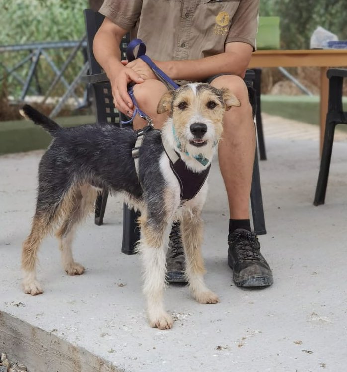 The lovely #terriersosadoptables Leo has arrived in the UK - he is looking for his forever home - dog friendly #terriersos #AdoptDontShop #terriercross