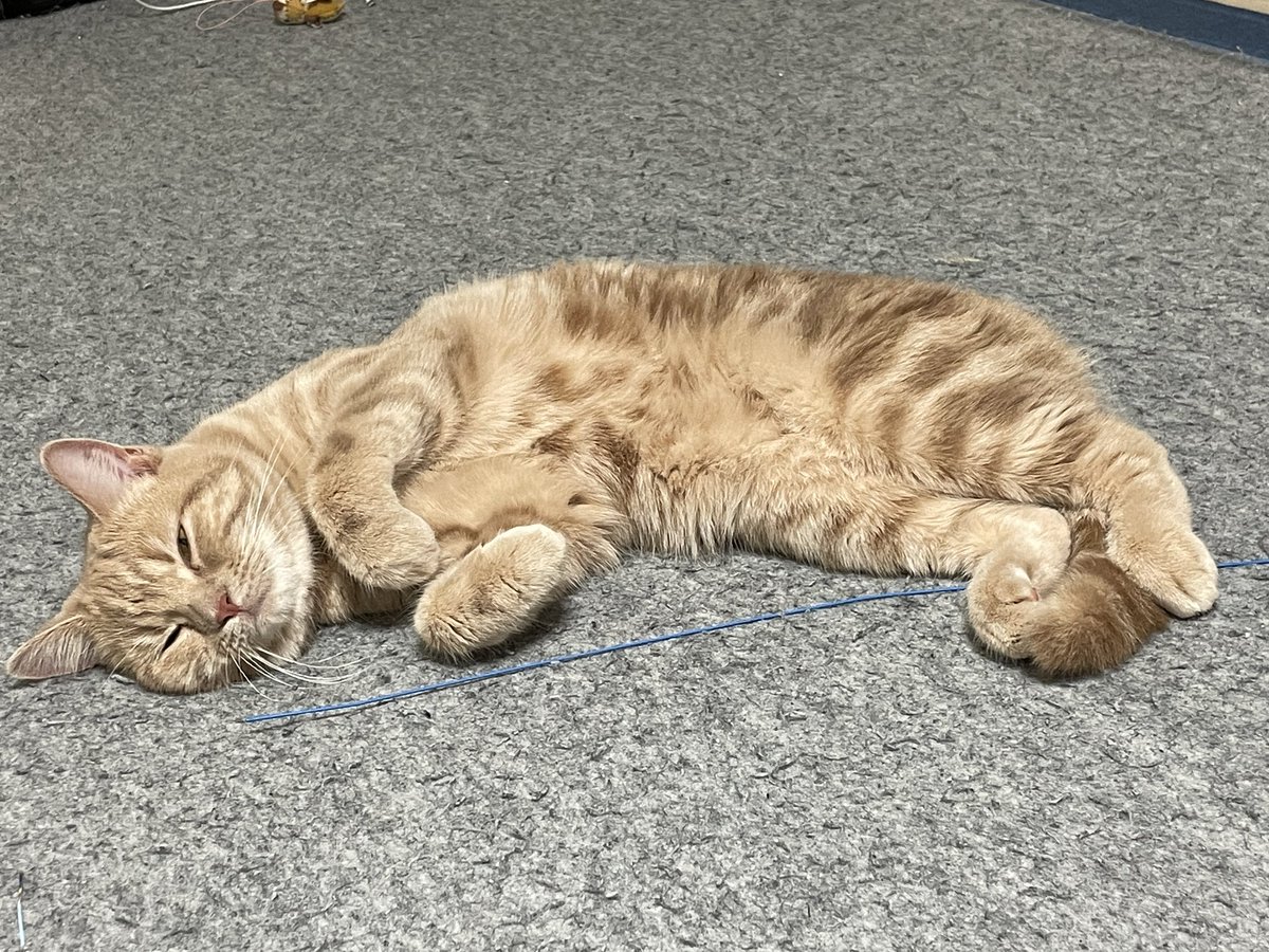 UchinekoChannel's tweet photo. 暑いし眠いし...。
落っこちている猫。

#猫　#スコティッシュフォールド #猫好きさんと繋がりたい https://t.co/aJq5StsSIw