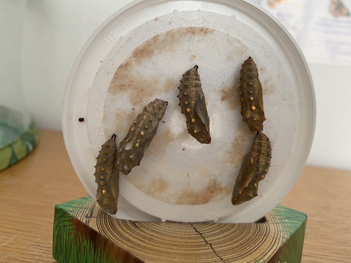 Angela101Carr's tweet photo. The boys have loved watching our caterpillars grow and change into beautiful painted lady butterflies. They were so excited to release them into our garden today. One butterfly stayed to have his photo taken on a flower.     🐛🦋 @MPSClass4 @MPS_Nursery https://t.co/eM6jlXwjS1