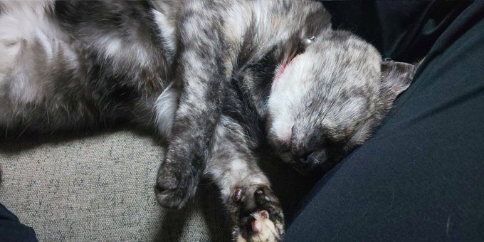 サビ猫はいいぞのtwitterイラスト検索結果