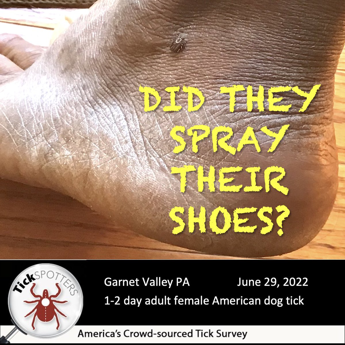 Time to treat your shoes! Once a month shoe treatment w/permethrin spray helps keep ticks at bay. Treated mine yesterday while taping for an upcoming series with @KellyBatesRI on ABC6 Providence. Looking forward to seeing it. Until then, here’s what to do: bit.ly/bestrepellent