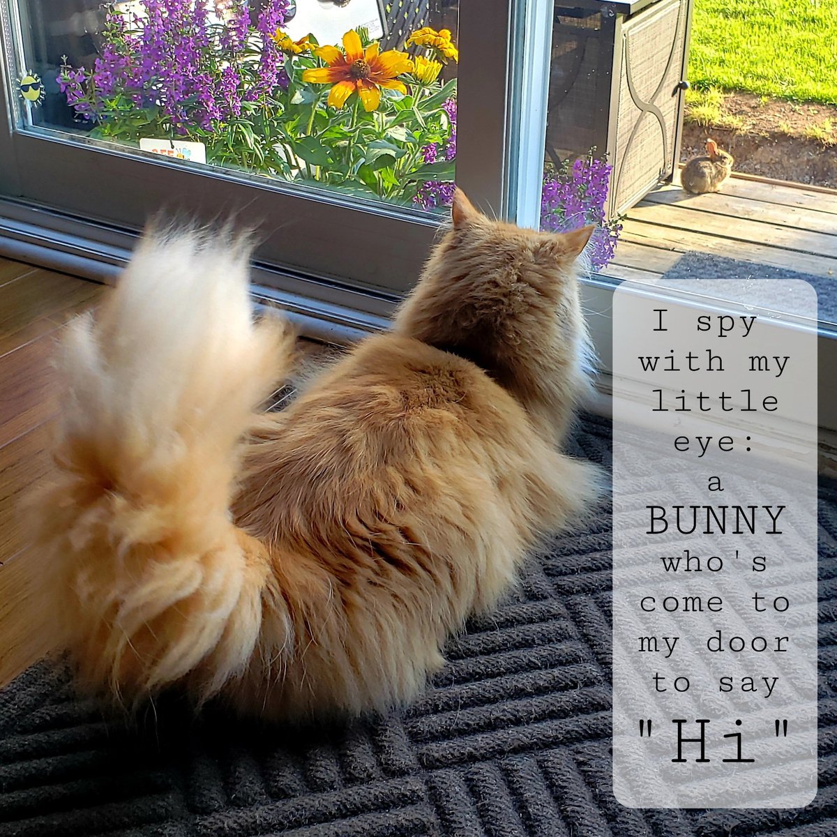 EmmyZENcat's tweet photo. Good Morning FURiends!! Who've you had visit your window lately? #caturday #flowers #bunny #rabbit #Hedgewatch @Hedgewatchers #catsoftwitter #CatsOnTwitter https://t.co/6ViuB2UJzE