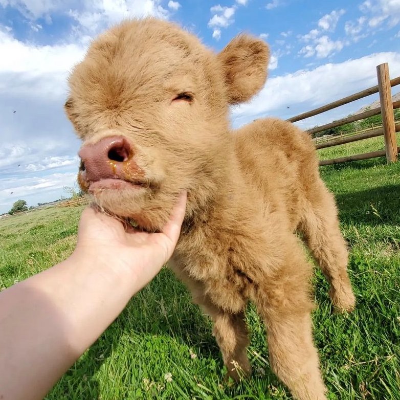 Cow of the Day🐮 tweet media