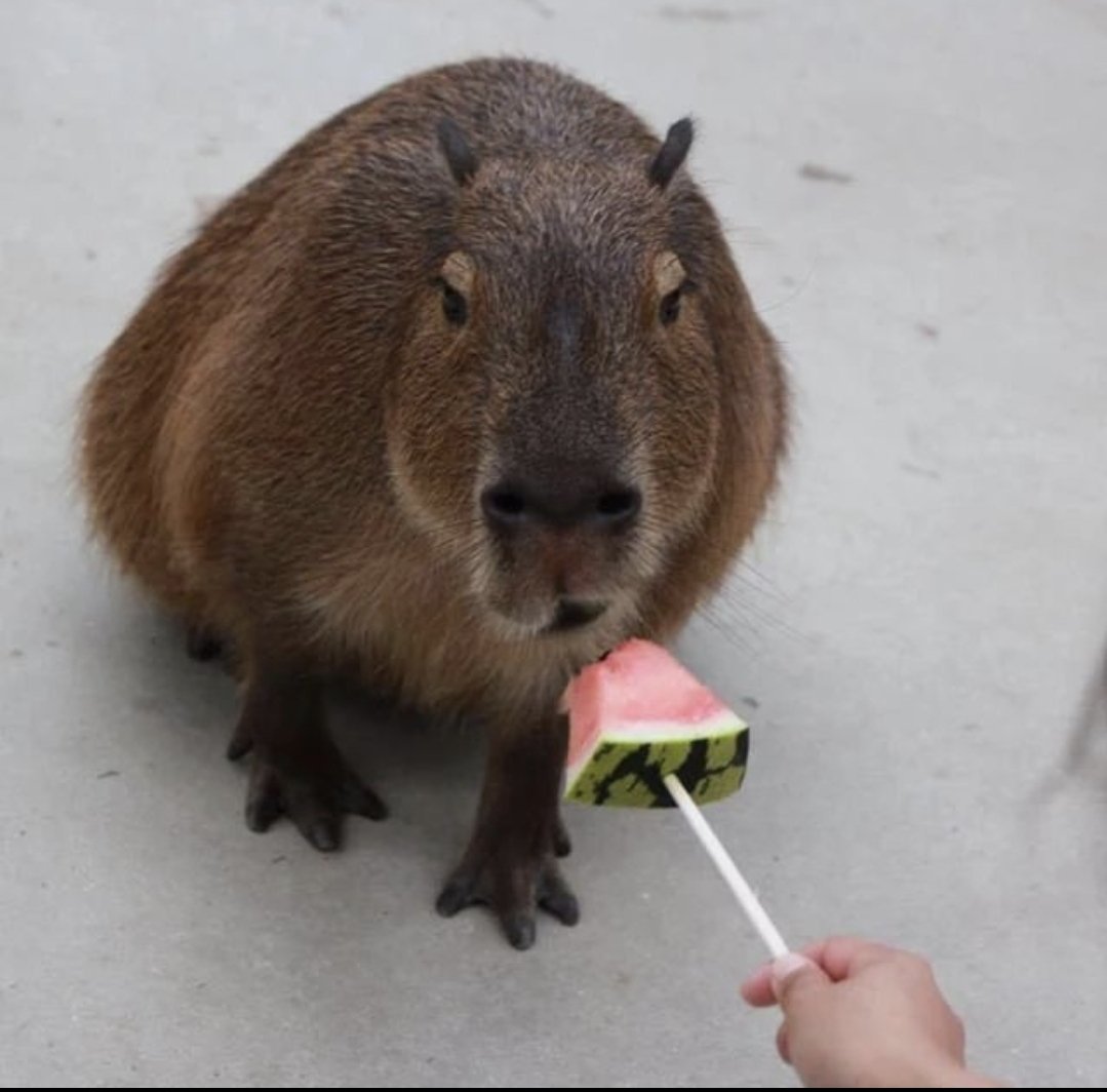 Capybara and watermelon.