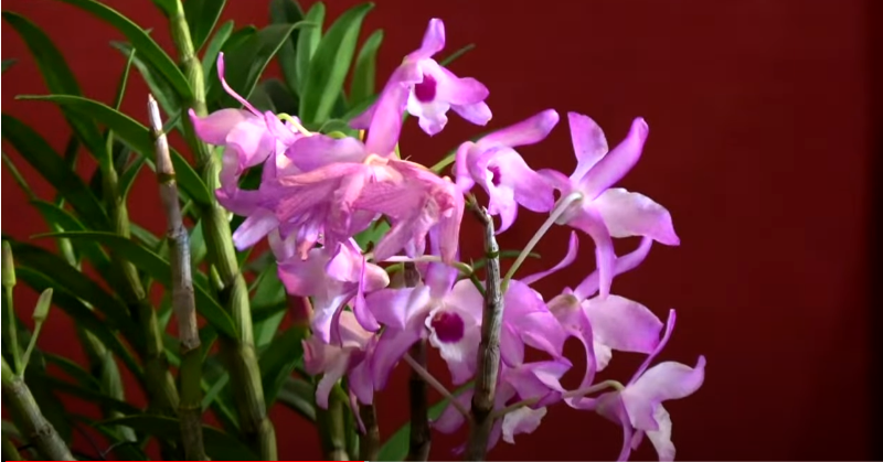 In July ~  Live-Streams &amp;  Concerts  + New PIANO LIGHTS LIVE - mailchi.mp/musicrevival.c…