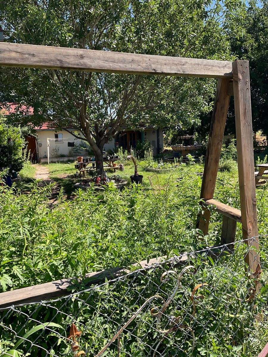 42spirits's tweet image. Our new tomato trellis. Everything is turning lush and green with our Monsoon rains!